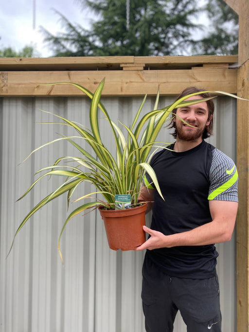 Phormium 'Cream Delight' 60-70cm -