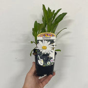 Leucanthemum 'Silver Princess' 9cm -
