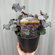 Heuchera 'Toncka Iced Olive' 2L -