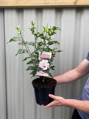 Hibiscus Syriacus 'Leopoldii' - Pink -