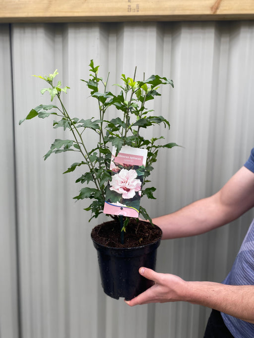 Hibiscus Syriacus 'Leopoldii' - Pink -