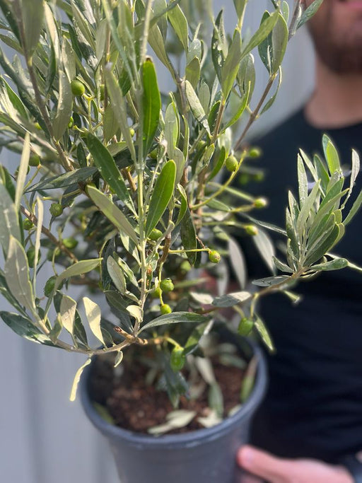Olive Bush | Olea Europeana (3 Sizes Available) 50-110cm -