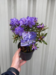 Dwarf Rhododendron 'Night Sky' 1L -