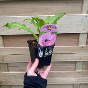 Poppy - Princess Victoria Louise (Pink) 9cm / 2L -