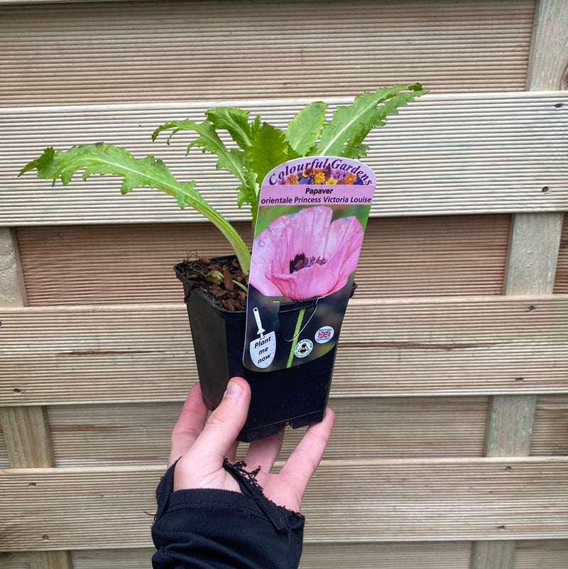 Poppy - Princess Victoria Louise (Pink) 9cm / 2L -