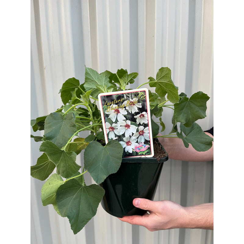 Lavatera 'Blushing Bride' 2L -