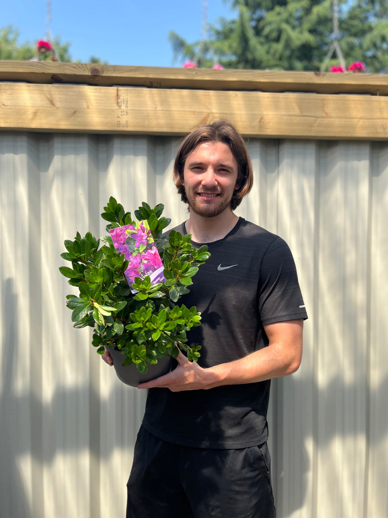 Azalea 'Koningstein' 3L -