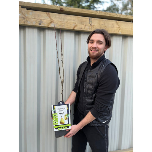 Dwarf/Patio Pear Tree - Pear 'Doyenne du Comice' 1m -