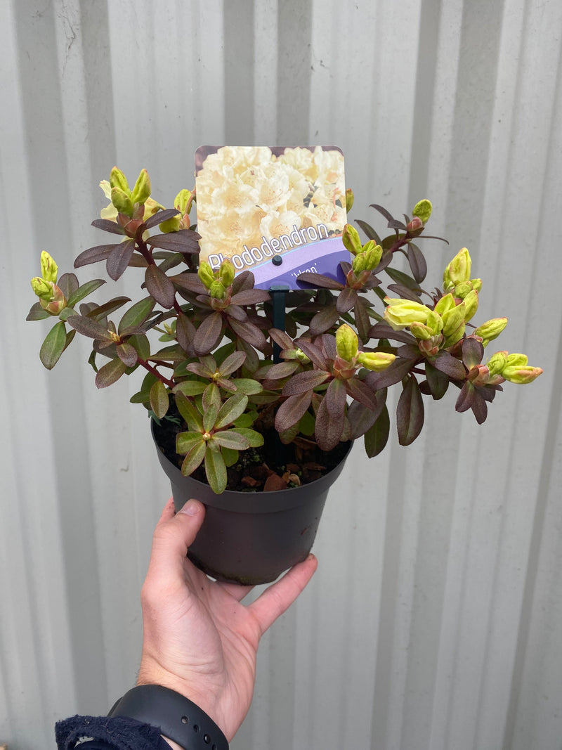 Dwarf Rhododendron 'Wren' 1L -