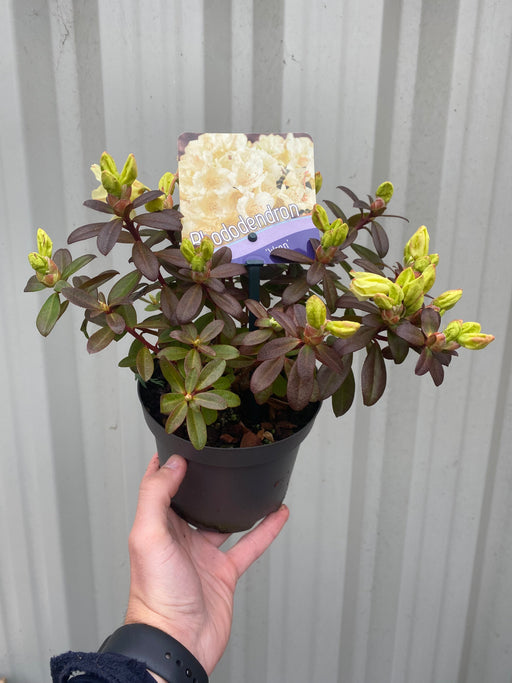 Dwarf Rhododendron 'Wren' 1L -