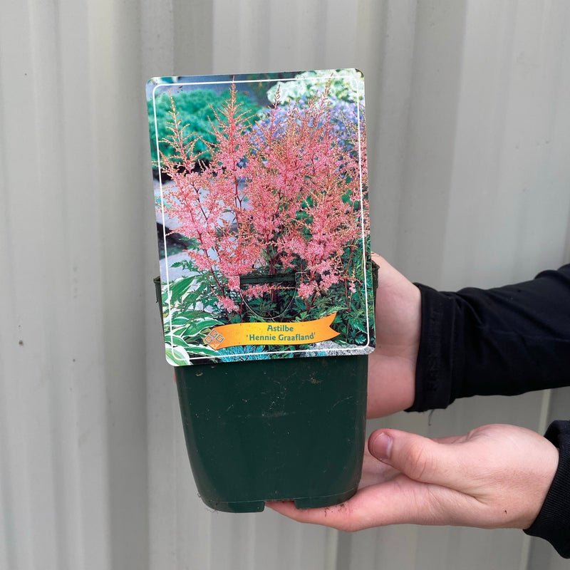 Astilbe 'Hennie Graafland' - Pink - 1.5L -