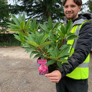 Rhododendron 'Etoile De Sleidinger' 5L -