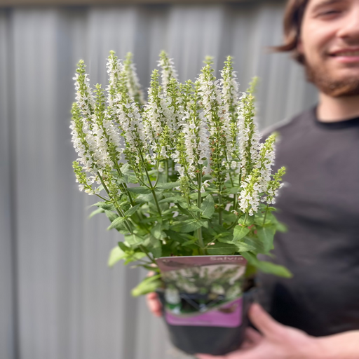 Salvia 'Apex White' 2L -