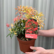 Pieris japonica Forest Flame (2 sizes available) -