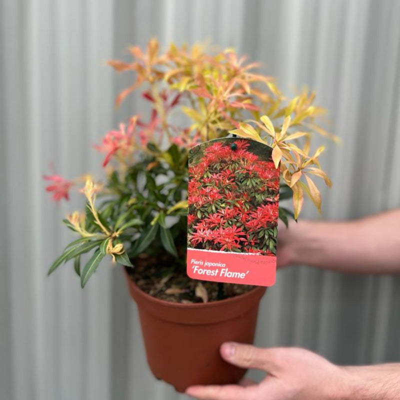 Pieris japonica Forest Flame (2 sizes available) -