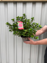 Azalea Florida 1.5L / 5L -