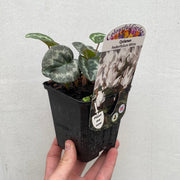 White Hardy Cyclamen (9cm Pot) -