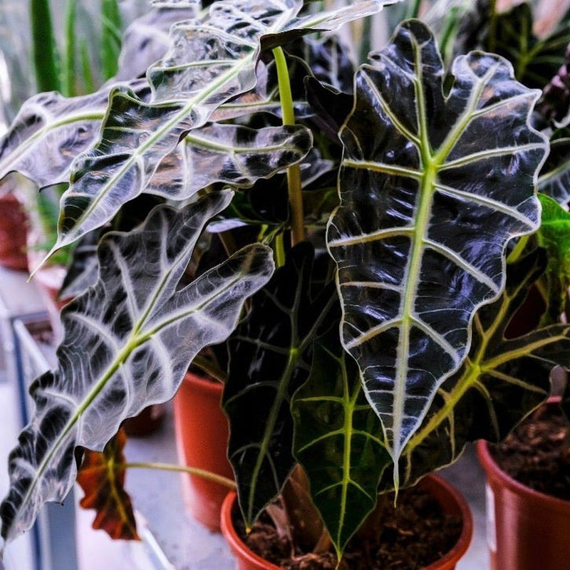 Alocasia (Elephant's Ear) 35-40cm -