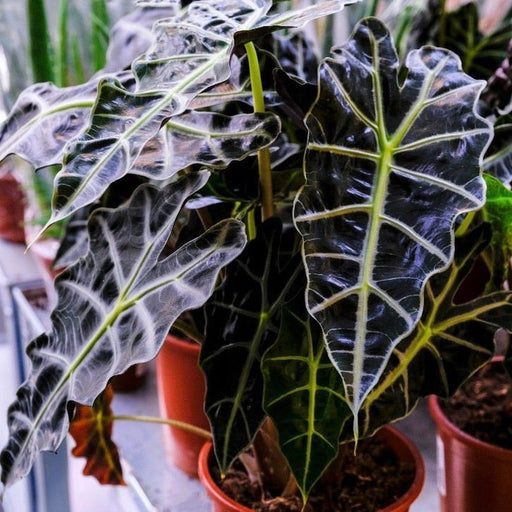 Alocasia (Elephant's Ear) 35-40cm -