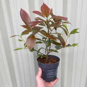 Photinia Red Robin (12cm Pot) -