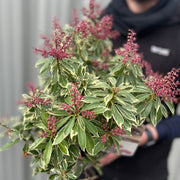 Pieris japonica 'Polar Passion' 3L -