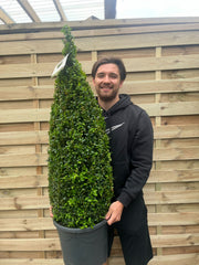Buxus Topiary Cone 1.2m (12L) -