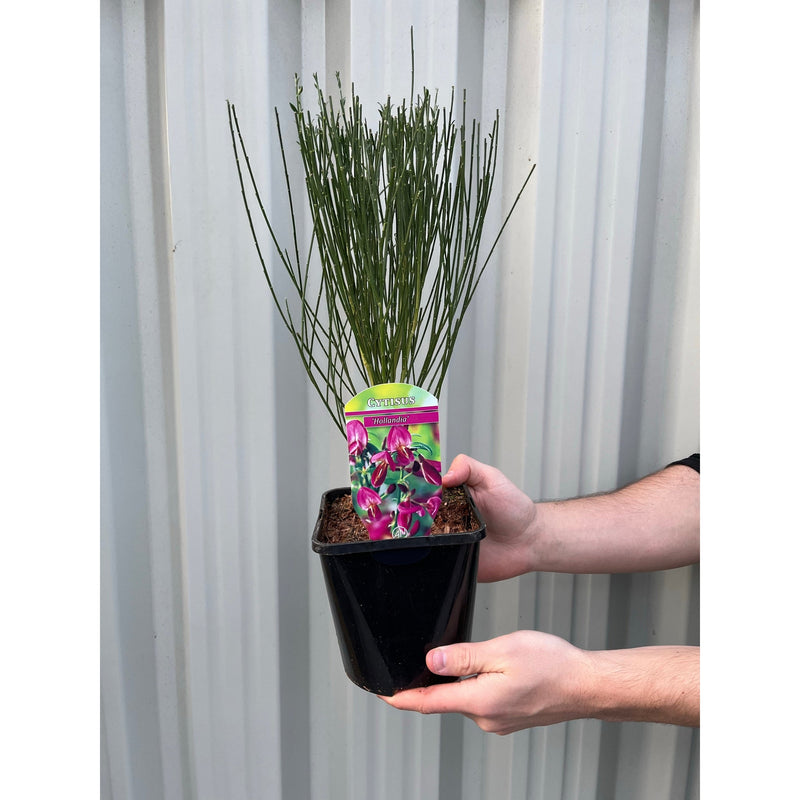 Cytisus 'Hollandia' (Broom) Pink 2L -