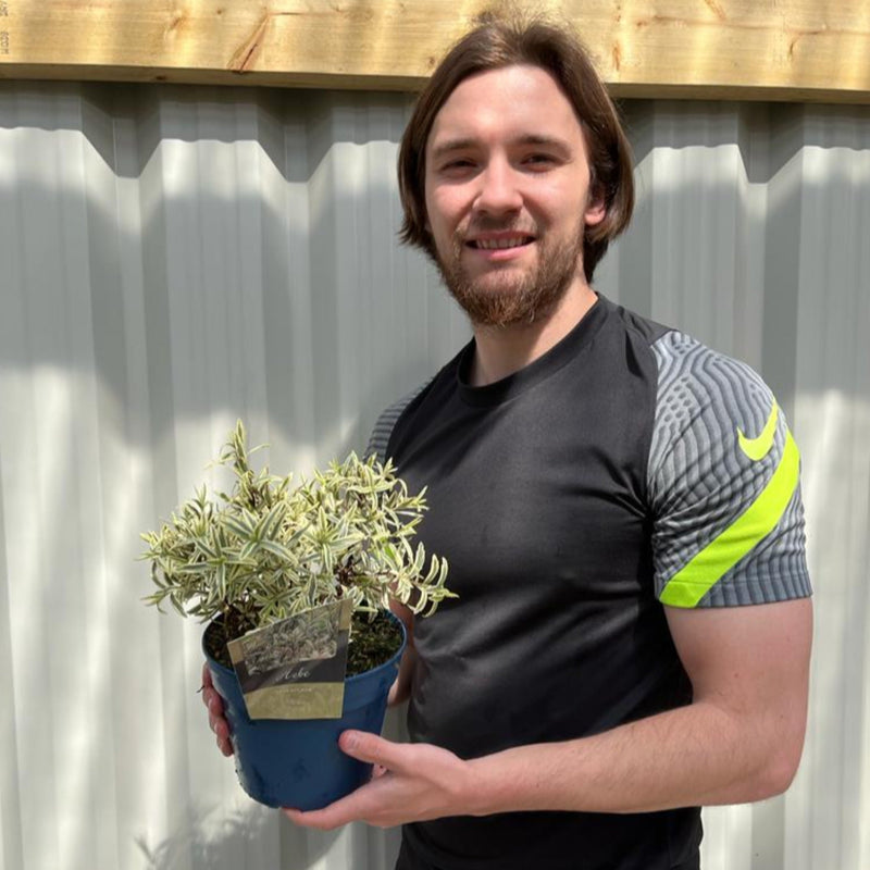 Hebe 'Eyecatcher' 2L -