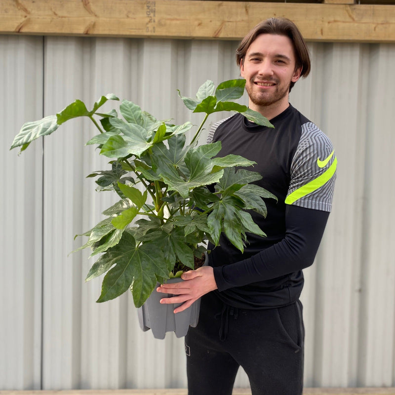 Fatsia japonica 70-80cm (3L) -