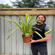 Phormium 'Yellow Wave' 9cm / 5L -