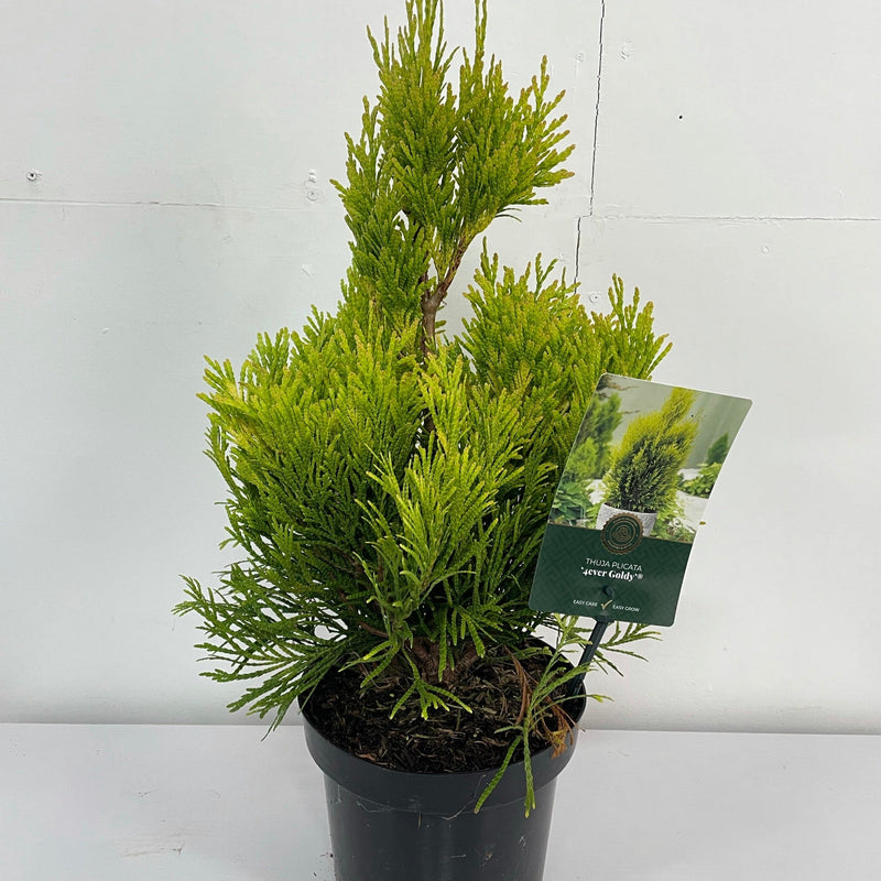 Thuja Plicata '4ever Goldy' 2L -