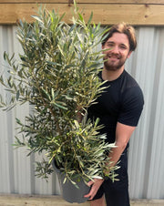 Olive Bush | Olea Europeana (3 Sizes Available) 50-110cm -