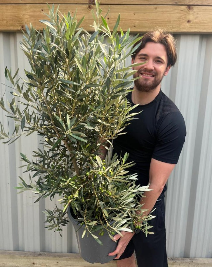 Olive Bush | Olea Europeana (3 Sizes Available) 50-110cm -