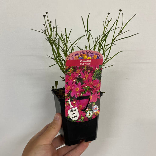 Coreopsis 'Ruby Red' 9cm -