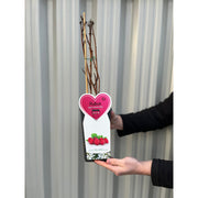 Autumn Bliss Raspberry Canes 1L -