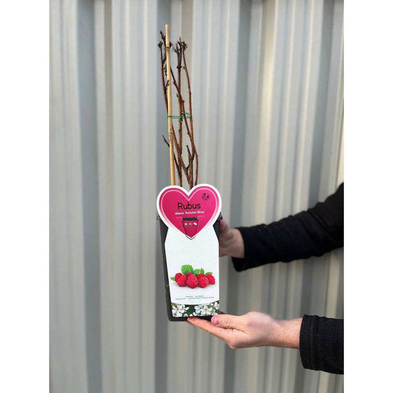 Autumn Bliss Raspberry Canes 1L -