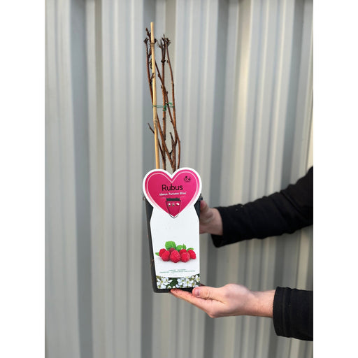 Autumn Bliss Raspberry Canes 1L -