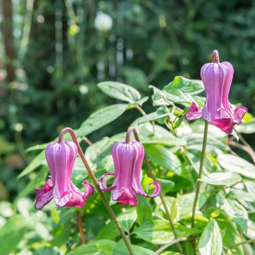 Clematis 'Queen Mother ' 75cm -