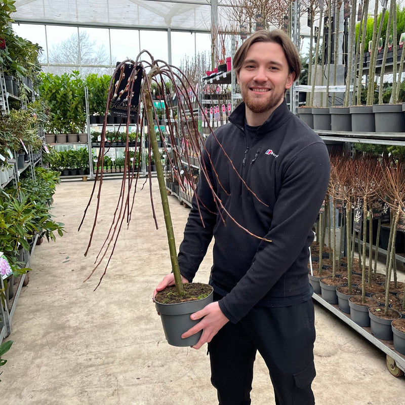 Salix 'Kilmarnock' Weeping Willow Standard -