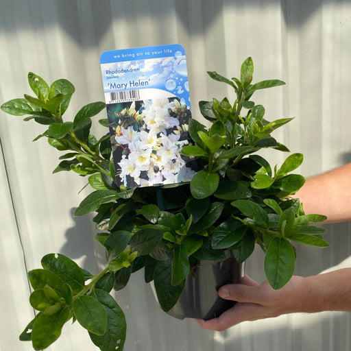 Azalea 'Mary Helen' (White) 3L -