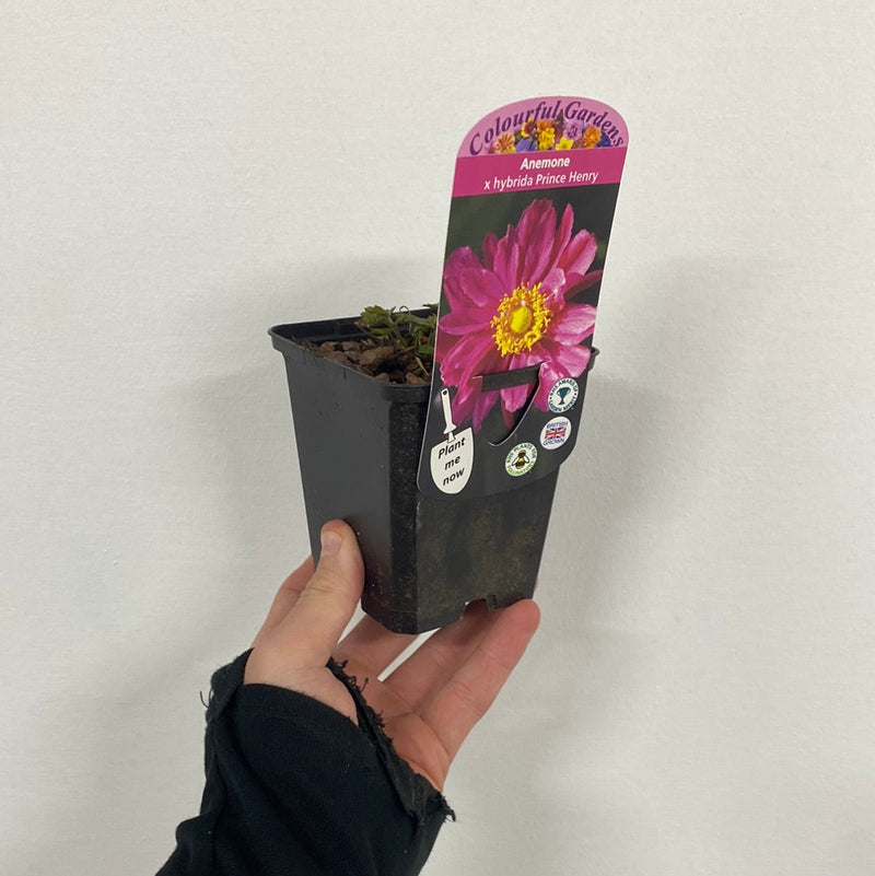 Anemone x hybrida 'Prince Henry' 9cm -