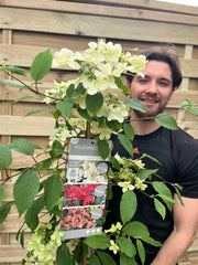 Viburnum Kilimandjaro Sunrise 100cm -