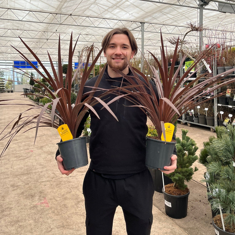 Cordyline australis 'Red Star' (3 sizes available) -