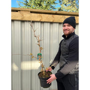 Hamamelis - Orange Beauty (Witch Hazel) 5L -