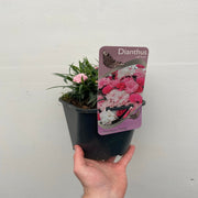 Dianthus - I Love You 10.5cm / 2L -