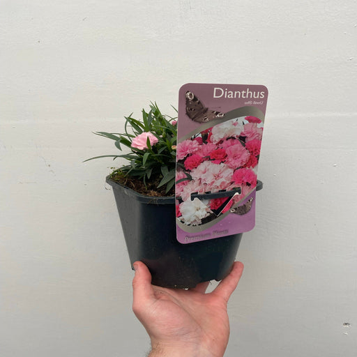Dianthus - I Love You 10.5cm / 2L -