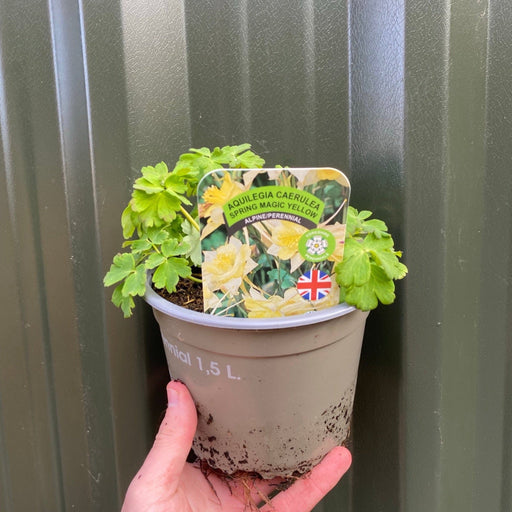 SPECIAL OFFER: Aquilegia Mix (5 Plants - 1.5L Pots) -