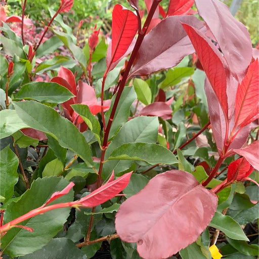 Photinia Canivily 80-90cm -