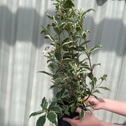 Weigela florida. 'Sunny Fantasy' 3L (80-90cm) -