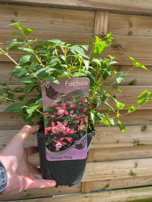 Hardy Fuchsia 'Lady Thumb' 9cm / 2L -